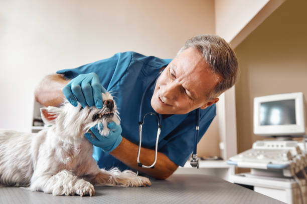 Best 24-Hour Emergency Dentist in Collegeville, PA